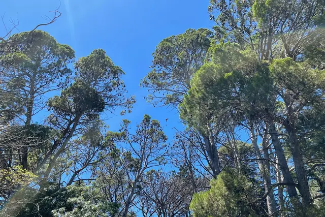 Botanic Park: Adelaide Travel Guide (4.7★) — Adelaide