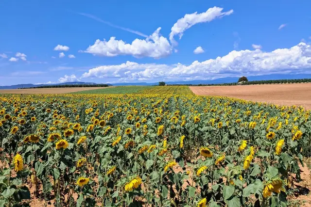 Lavender & Sunflower Field — Provence