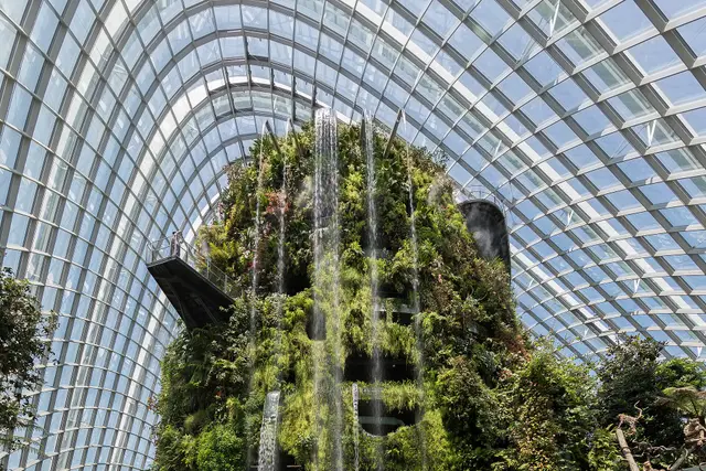 Cloud Forest
