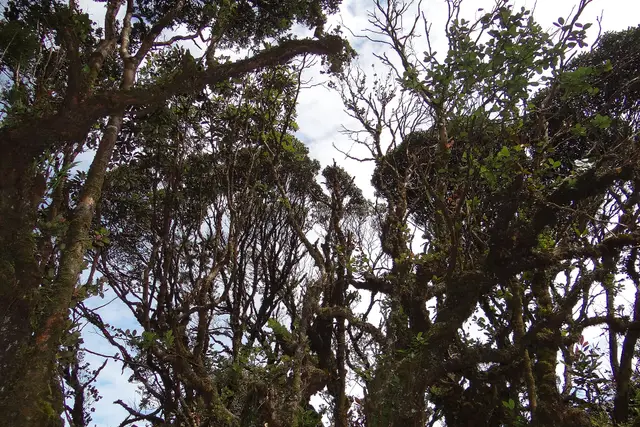 Mossy Forest: Cameron Highlands Travel Guide (4.4★) — Cameron Highlands