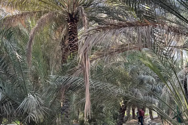 Al Ain Oasis: Travel Guide — Al Ain
