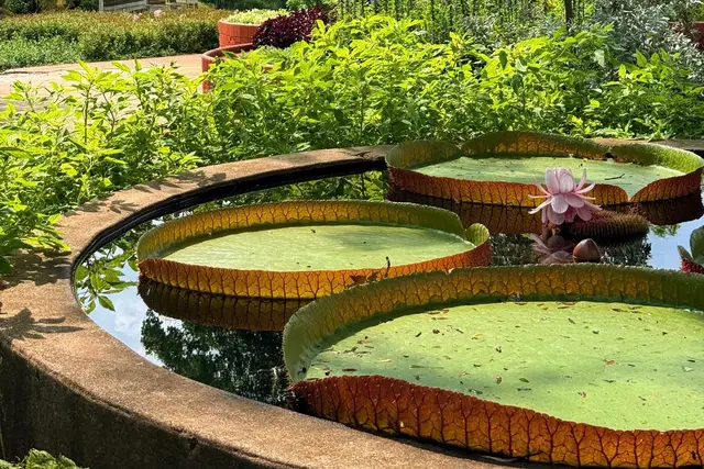Garfield Park Conservatory: Chicago Travel Guide (4.8★) — Chicago