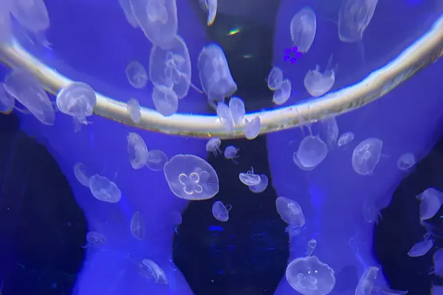 SEA LIFE Bangkok Ocean World: Travel Guide — Bangkok