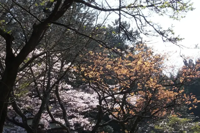 Alishan National Forest Recreation Area: Travel Guide (4.6★) — Alishan