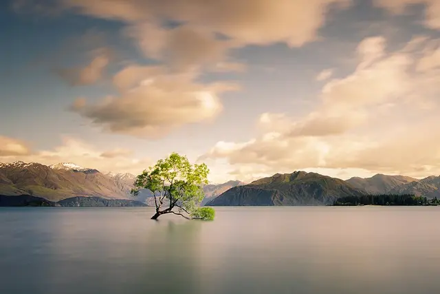 Wānaka Willow Tree: Wanaka Travel Guide (4.4★) — Wanaka